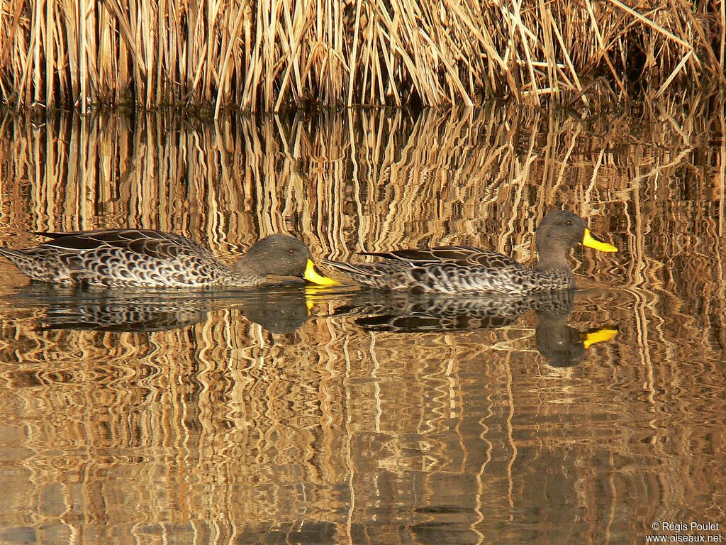 Canard à bec jaune , Comportement