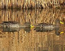 Yellow-billed Duck