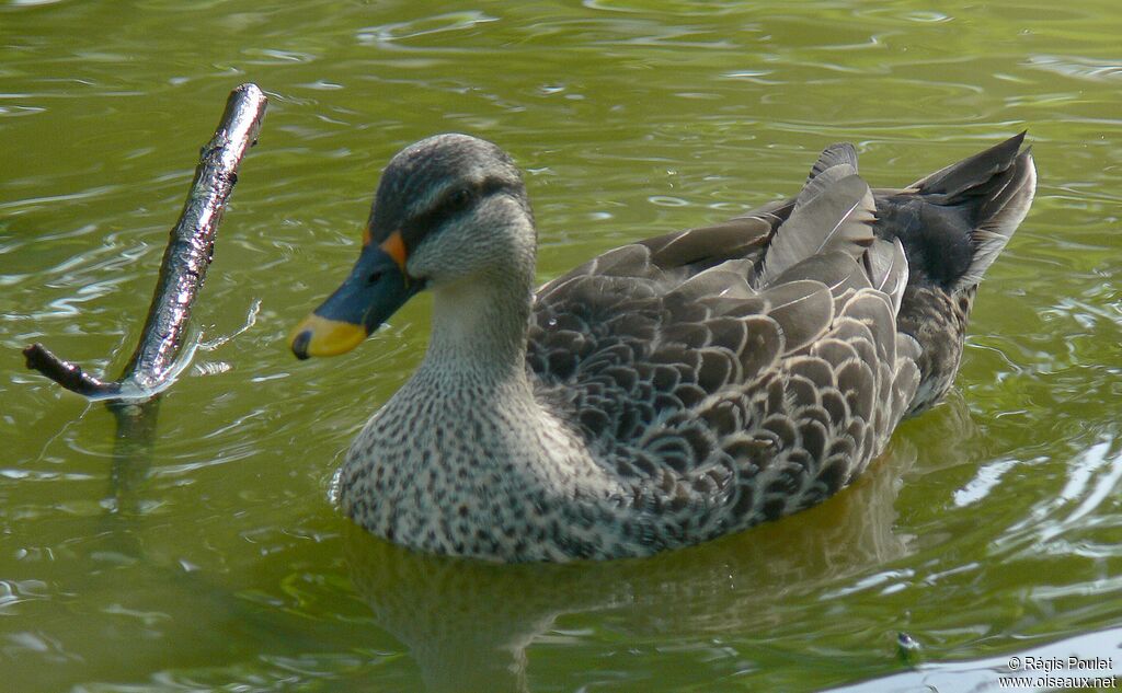 Canard à bec tacheté, identification