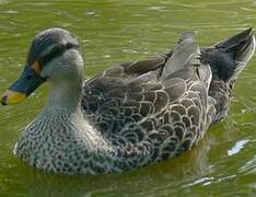 Indian Spot-billed Duck