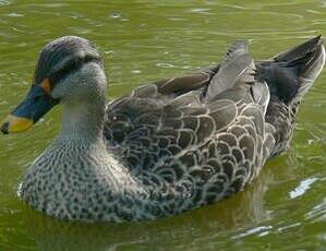 Canard à bec tacheté