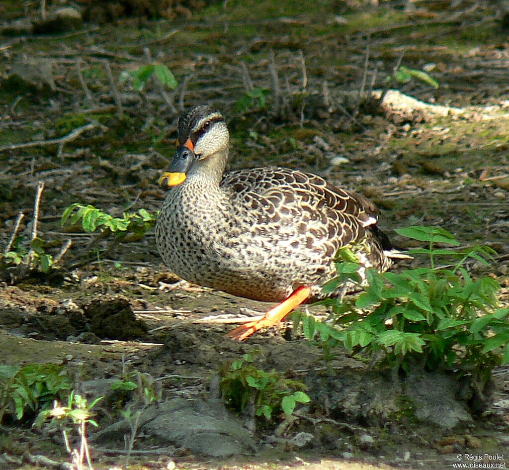 Canard à bec tachetéadulte, identification