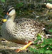 Indian Spot-billed Duck