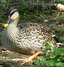 Canard à bec tacheté