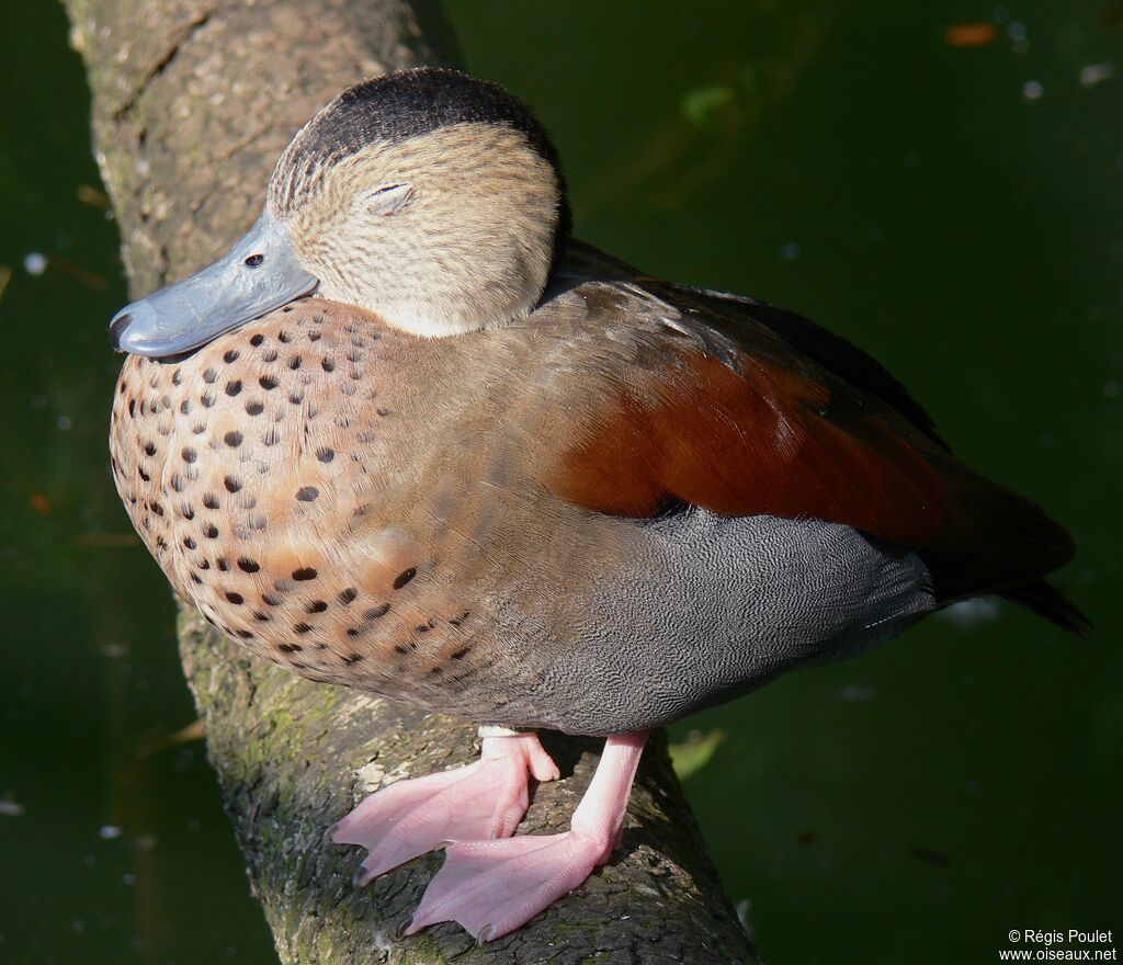 Canard à collier noir mâle adulte