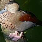 Canard à collier noir