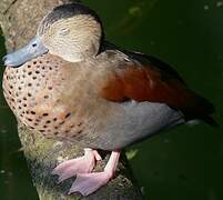 Ringed Teal