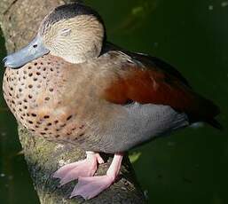 Canard à collier noir