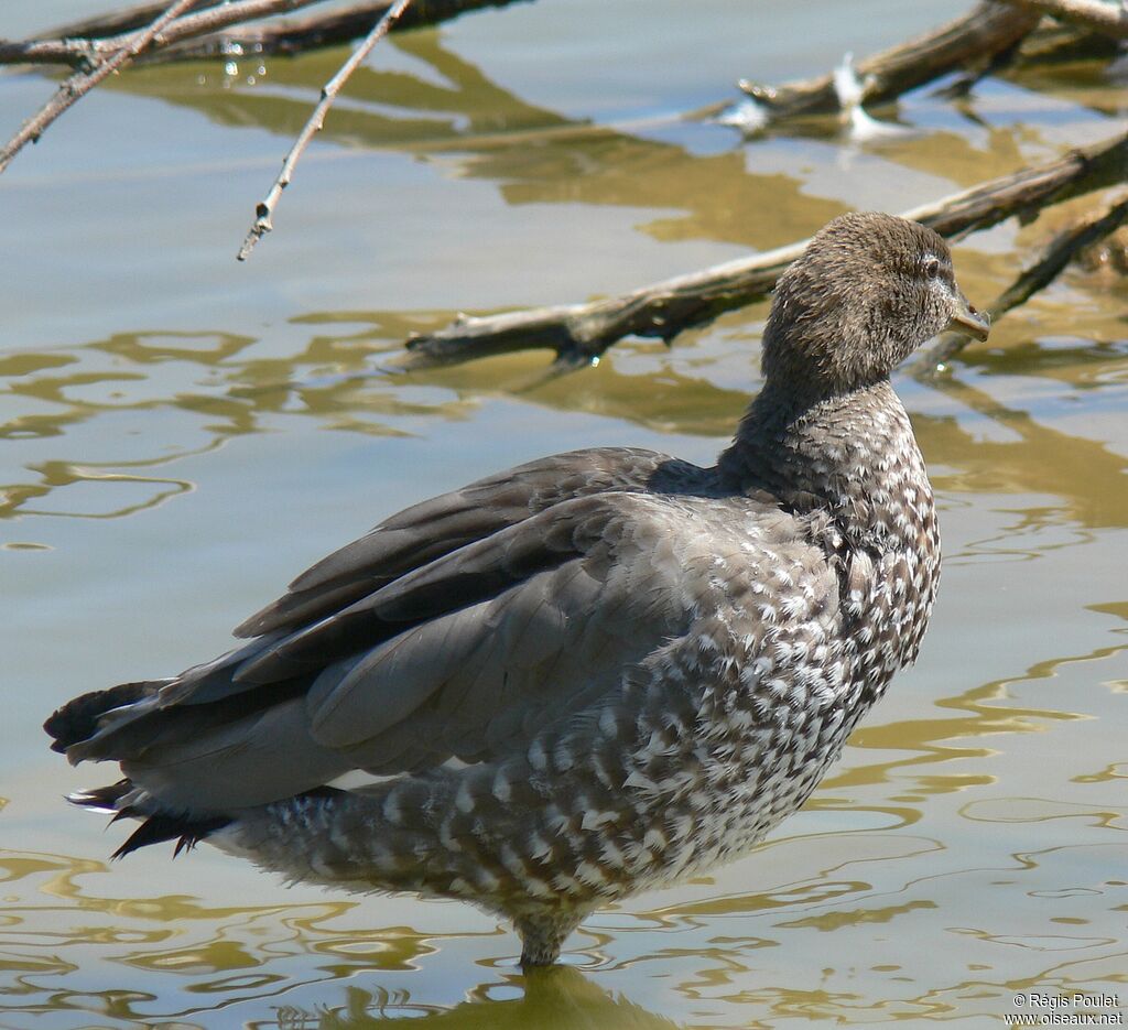 Maned Duck female adult, identification