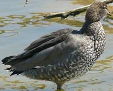 Canard à crinière