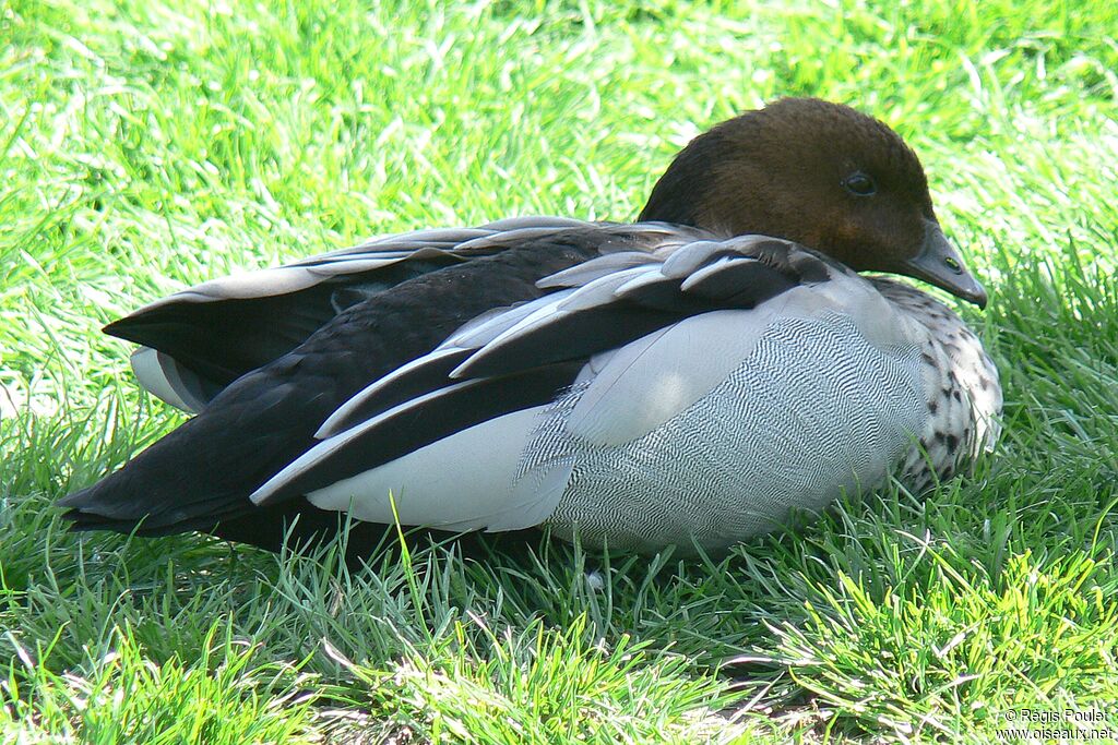 Canard à crinière mâle adulte, identification