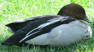 Canard à crinière