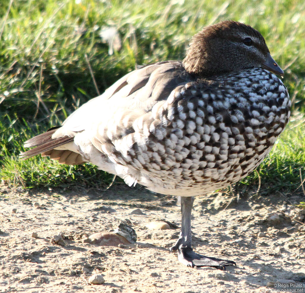 Canard à crinière femelle adulte, identification