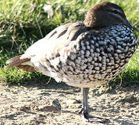 Canard à crinière