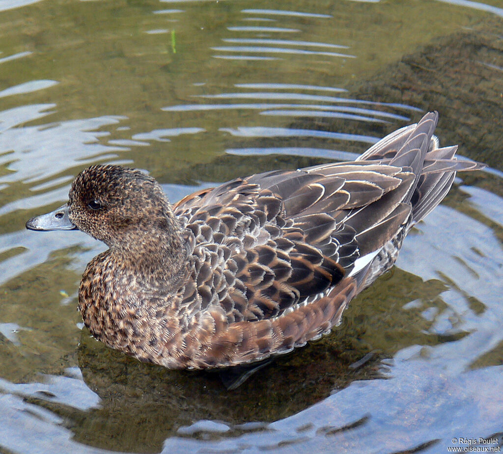 American Wigeonadult, identification