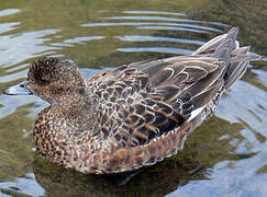 Canard à front blanc