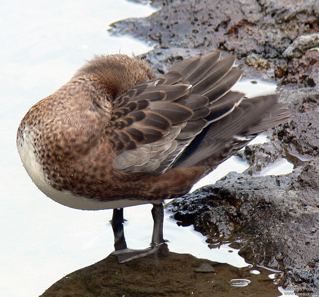 Canard à front blancadulte