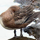 Canard à front blanc