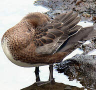 American Wigeon