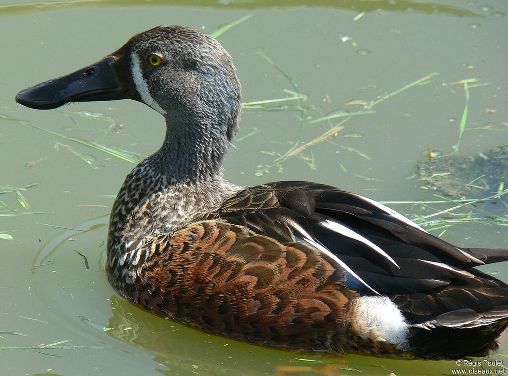 Canard bridé mâle adulte