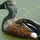 Canard bridé