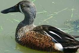 Australasian Shoveler