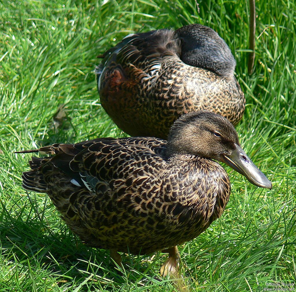 Australasian Shoveler adult