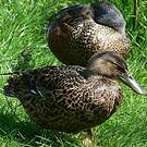 Canard bridé