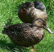 Australasian Shoveler