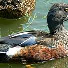 Canard bridé