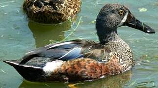 Australasian Shoveler