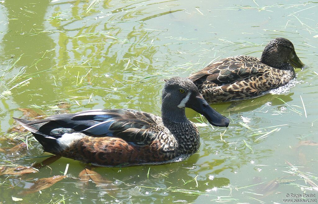 Canard bridé adulte