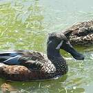 Canard bridé