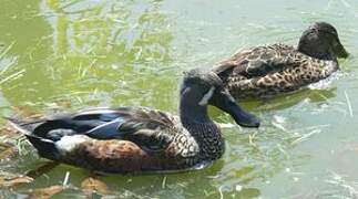 Australasian Shoveler