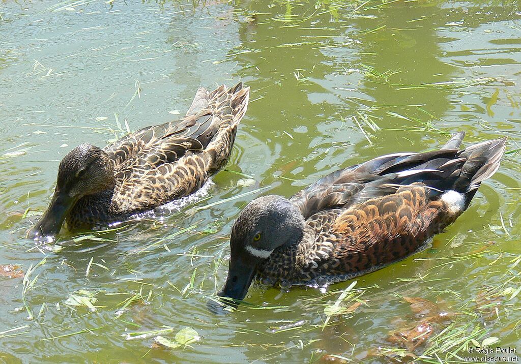 Canard bridé adulte