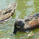 Canard bridé