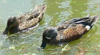 Australasian Shoveler