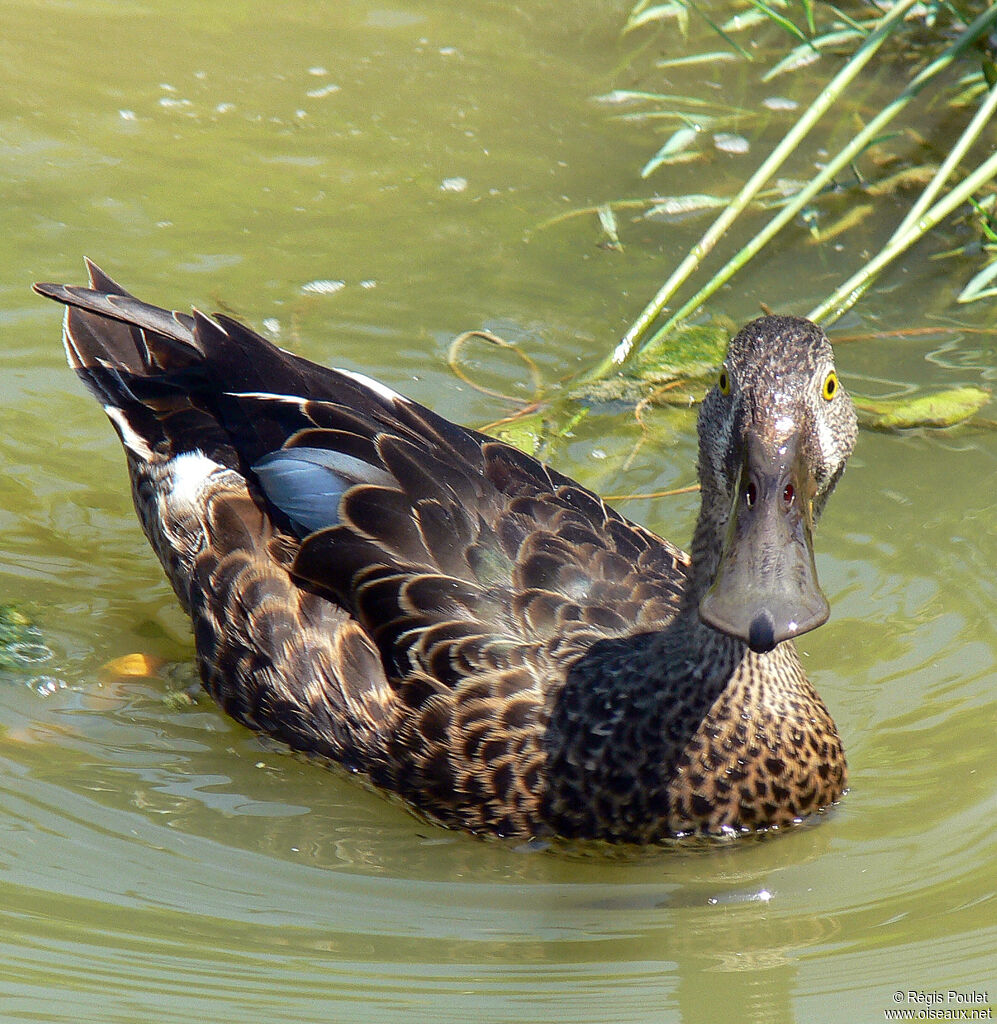 Canard bridé femelle adulte, identification