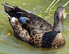 Canard bridé