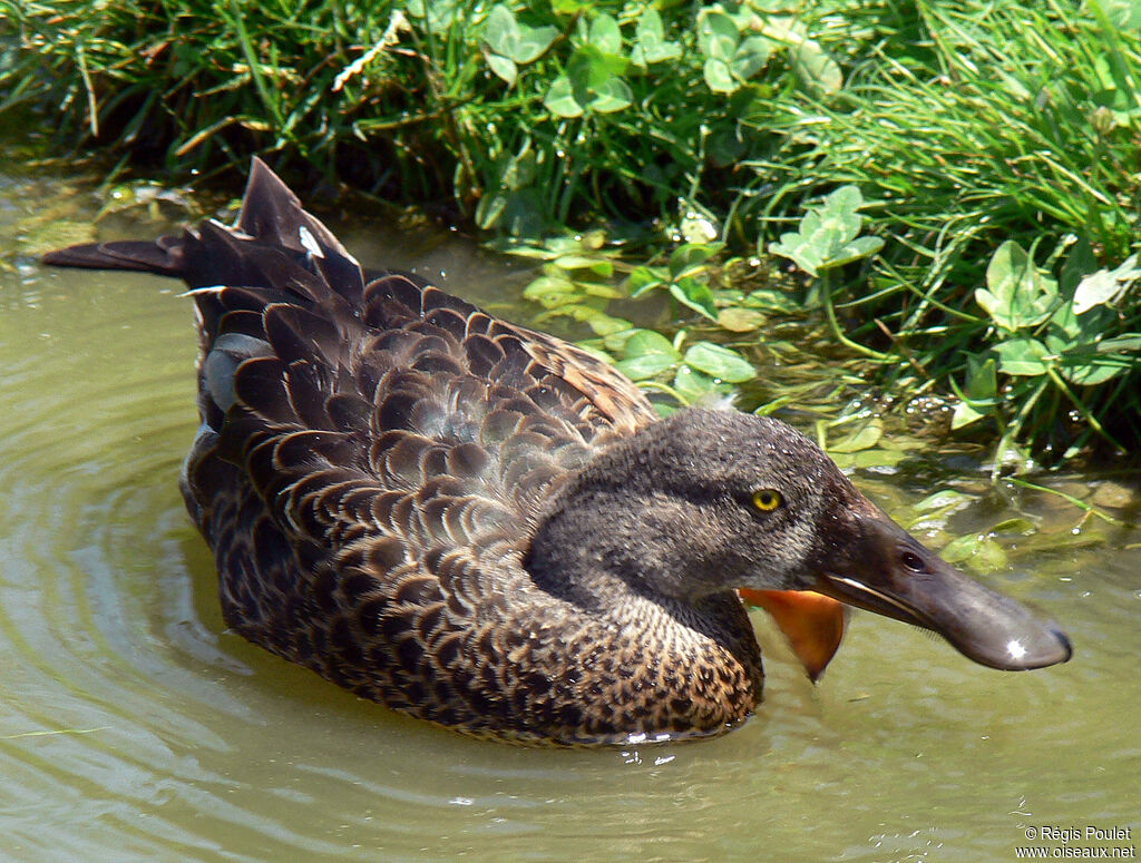 Australasian Shoveler female adult