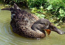 Canard bridé