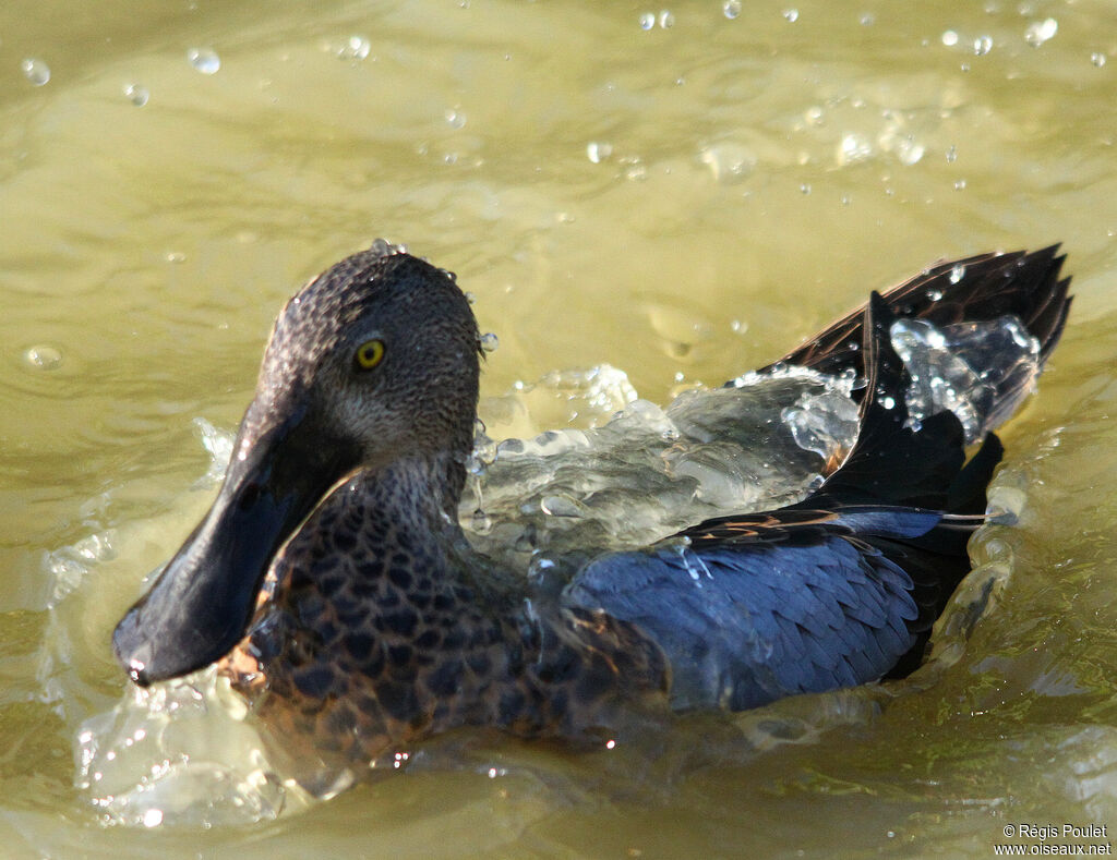 Australasian Shoveler male adult, identification, Behaviour