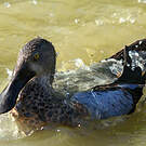 Canard bridé
