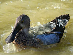 Canard bridé