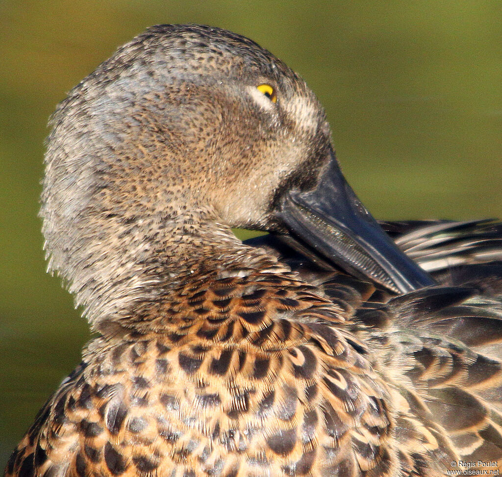 Australasian Shoveler male adult