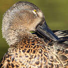 Canard bridé