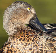 Canard bridé