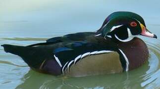 Wood Duck