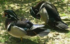 Wood Duck