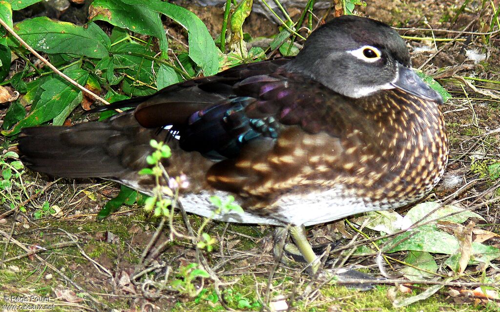 Canard carolin femelle adulte